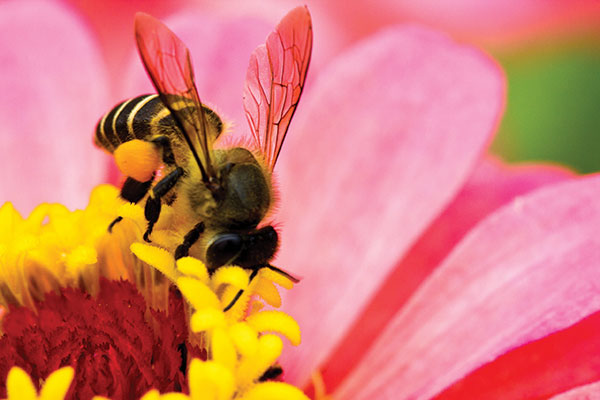 Honeybees, Wasps, and Hornets – Oh My!